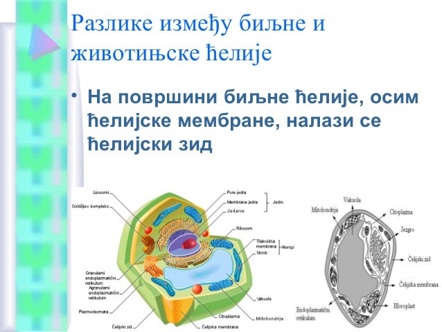 Ћелија
