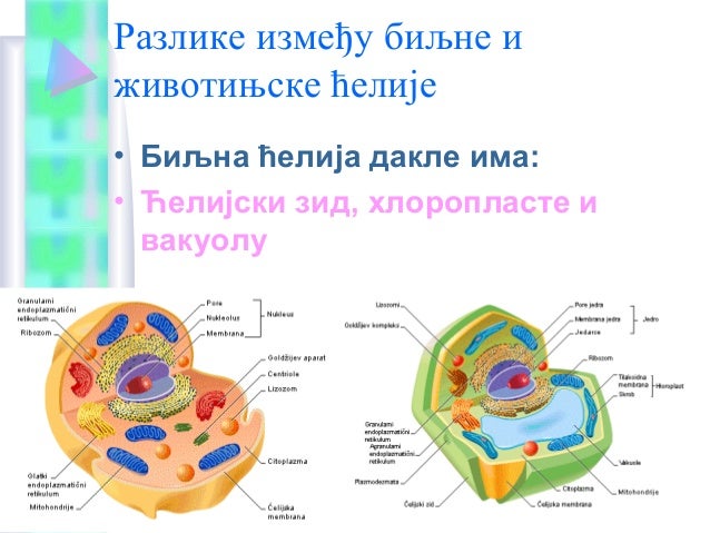 Ћелија
