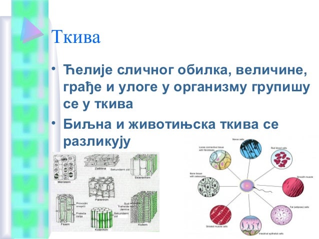 Ћелија