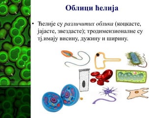 Облици ћелија
• Ћелије су различитих облика (коцкасте,
јајасте, звездасте); тродимензионалне су
тј.имају висину, дужину и ширину.
 