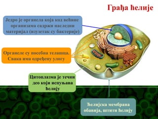 Грађа ћелије
Ћелијска мембрана
обавија, штити ћелију
Цитоплазма је течни
део који испуњава
ћелију
Органеле су посебна телашца.
Свака има одређену улогу
Једро је органела која код већине
организама садржи наследни
материјал (изузетак су бактерије)
 