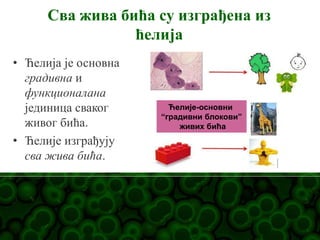 Сва жива бића су изграђена из
ћелија
• Ћелија је основна
градивна и
функционалана
јединица сваког
живог бића.
• Ћелије изграђују
сва жива бића.
Ћелије-основни
“градивни блокови”
живих бића
 