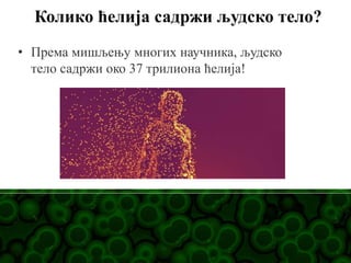 • Према мишљењу многих научника, људско
тело садржи око 37 трилиона ћелија!
Колико ћелија садржи људско тело?
 