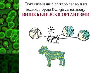 Организми чије се тело састоји из
великог броја ћелија се називају
ВИШЕЋЕЛИЈСКИ ОРГАНИЗМИ
 