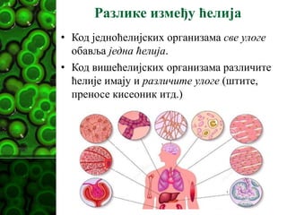 Разлике између ћелија
• Код једноћелијских организама све улоге
обавља једна ћелија.
• Код вишећелијских организама различите
ћелије имају и различите улоге (штите,
преносе кисеоник итд.)
 