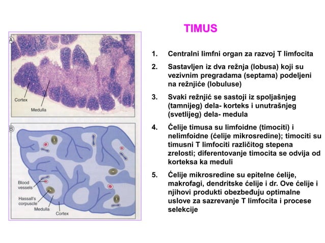 Ćelije, tkiva i organi imunskog sistema.pdf