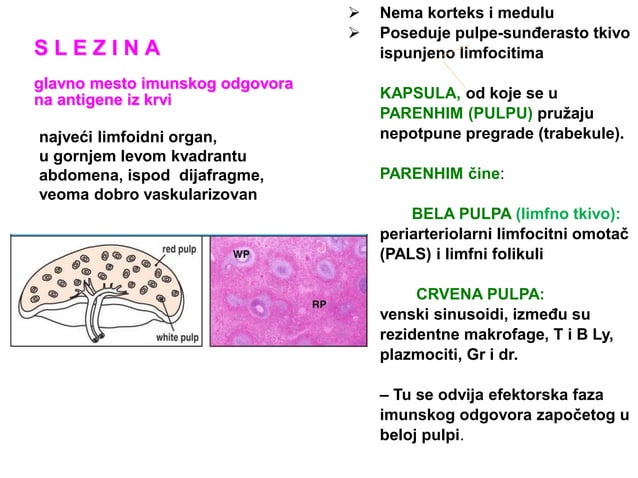 Ćelije, tkiva i organi imunskog sistema.pdf
