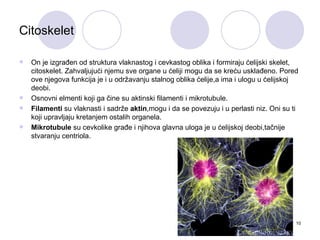 Citoskelet

   On je izgrađen od struktura vlaknastog i cevkastog oblika i formiraju ćelijski skelet,
    citoskelet. Zahvaljujući njemu sve organe u ćeliji mogu da se kreću usklađeno. Pored
    ove njegova funkcija je i u održavanju stalnog oblika ćelije,a ima i ulogu u ćelijskoj
    deobi.
   Osnovni elmenti koji ga čine su aktinski filamenti i mikrotubule.
   Filamenti su vlaknasti i sadrže aktin,mogu i da se povezuju i u perlasti niz. Oni su ti
    koji upravljaju kretanjem ostalih organela.
   Mikrotubule su cevkolike građe i njihova glavna uloga je u ćelijskoj deobi,tačnije
    stvaranju centriola.




                                                                                          10
 