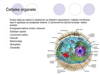 Ćelijske organele

•   Svaka ćelija se sastoji iz citoplazme sa ćelijskim organelama i ćelijske membrane
    koja ih ograđuje od spoljašnje sredine. U zavisnosti od njihove funkcije i oblika
    postoje :
•   Endopolazmatična mreža i ribozomi
•   Goldžijev aparat
•   Lizozomski sistem
•   Vakuole
•   Mitohondrije
•   Hloroplasti
•   Citoskelet




                                                                                        2
 
