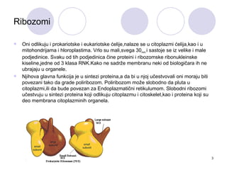 Ribozomi

   Oni odlikuju i prokariotske i eukariotske ćelije,nalaze se u citoplazmi ćelija,kao i u
    mitohondrijama i hloroplastima. Vrlo su mali,svega 30nm i sastoje se iz velike i male
    podjedinice. Svaku od tih podjedinica čine proteini i ribozomske ribonukleinske
    kiseline,jedne od 3 klasa RNK.Kako ne sadrže membranu neki od biologičara ih ne
    ubrajaju u organele.
   Njihova glavna funkcija je u sintezi proteina,a da bi u njoj učestvovali oni moraju biti
    povezani tako da grade poliribozom. Poliribozom može slobodno da pluta u
    citoplazmi,ili da bude povezan za Endoplazmatični retikulumom. Slobodni ribozomi
    učestvuju u sintezi proteina koji odlikuju citoplazmu i citoskelet,kao i proteina koji su
    deo membrana citoplazminih organela.




                                                                                                3
 