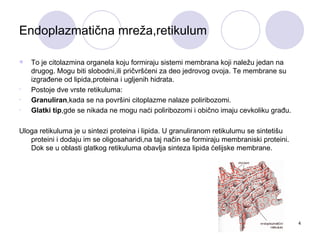 Endoplazmatična mreža,retikulum

   To je citolazmina organela koju formiraju sistemi membrana koji naležu jedan na
    drugog. Mogu biti slobodni,ili pričvršćeni za deo jedrovog ovoja. Te membrane su
    izgrađene od lipida,proteina i ugljenih hidrata.
•   Postoje dve vrste retikuluma:
•   Granuliran,kada se na površini citoplazme nalaze poliribozomi.
•   Glatki tip,gde se nikada ne mogu naći poliribozomi i obično imaju cevkoliku građu.

Uloga retikuluma je u sintezi proteina i lipida. U granuliranom retikulumu se sintetišu
   proteini i dodaju im se oligosaharidi,na taj način se formiraju membraniski proteini.
   Dok se u oblasti glatkog retikuluma obavlja sinteza lipida ćelijske membrane.




                                                                                           4
 