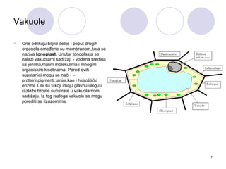 Vakuole

   One odlikuju biljne ćelije i poput drugih
    organela omeđene su membranom,koja se
    naziva tonoplast. Unutar tonoplasta se
    nalazi vakuolarni sadržaj - vodena sredina
    sa jonima,malim molekulima i mnogim
    organiskim kiselinama. Pored ovih
    supstanici mogu se naći i –
    proteini,pigmenti,tanini,kao i hidrolitički
    enzimi. Oni su ti koji imaju glavnu ulogu i
    razlažu brojne supstrate u vakuolarnom
    sadržaju. Iz tog razloga vakuole se mogu
    porediti sa lizozomima.




                                                  7
 