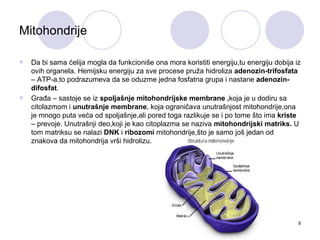 Mitohondrije

   Da bi sama ćelija mogla da funkcioniše ona mora koristiti energiju,tu energiju dobija iz
    ovih organela. Hemijsku energiju za sve procese pruža hidroliza adenozin-trifosfata
    – ATP-a,to podrazumeva da se oduzme jedna fosfatna grupa i nastane adenozin-
    difosfat.
   Građa – sastoje se iz spoljašnje mitohondrijske membrane ,koja je u dodiru sa
    citolazmom i unutrašnje membrane, koja ograničava unutrašnjost mitohondrije,ona
    je mnogo puta veća od spoljašnje,ali pored toga razlikuje se i po tome što ima kriste
    – prevoje. Unutrašnji deo,koji je kao citoplazma se naziva mitohondrijski matriks. U
    tom matriksu se nalazi DNK i ribozomi mitohondrije,što je samo još jedan od
    znakova da mitohondrija vrši hidrolizu.




                                                                                           8
 