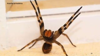 10
Aranha-armadeira
 