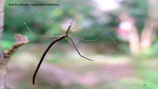 11
Aranha chicote - Argyrodes colubrinus
 