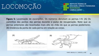 LOCOMOÇÃO
14
Figura 5: Locomoção de escorpiões. Os números denotam as pernas I-IV. (A) Os
caminhos das pontas das pernas durante o pulso de recuperação. Note que as
pernas anteriores são levantadas mais alto do chão do que as pernas posteriores.
(B) Distância da ponta de cada perna em relação ao corpo.
FONTE: BRUSCA, R. C., BRUSCA, p. 699
(B)(A)
 