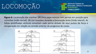 LOCOMOÇÃO
15
Figura 6: Locomoção das aranhas. (A) Uma papa-moscas com pernas em posição para
caminhar (visão dorsal). (B) Um licosídeo durante a locomoção lenta (Visão lateral). As
linhas pontilhadas verticais conectam cada perna através de seus pulsos de força e
recuperação em relação ao sentido anterior do progresso do corpo.
 