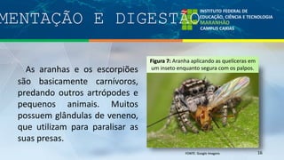 MENTAÇÃO E DIGESTÃO
16
As aranhas e os escorpiões
são basicamente carnívoros,
predando outros artrópodes e
pequenos animais. Muitos
possuem glândulas de veneno,
que utilizam para paralisar as
suas presas.
Figura 7: Aranha aplicando as quelíceras em
um inseto enquanto segura com os palpos.
 