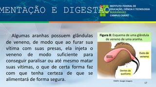 MENTAÇÃO E DIGESTÃO
17
Algumas aranhas possuem glândulas
de veneno, de modo que ao furar sua
vítima com suas presas, ela injeta o
veneno de modo suficiente para
conseguir paralisar ou até mesmo matar
suas vítimas, o que de certa forma faz
com que tenha certeza de que se
alimentará de forma segura.
Figura 8: Esquema de uma glândula
de veneno de uma aranha.
Duto de
veneno
Dentes da
quelícera
 