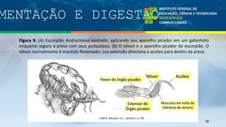 MENTAÇÃO E DIGESTÃO
18
Figura 9: (A) Escorpião Androctonus australis, aplicando seu aparelho picador em um gafanhoto
enquanto segura a presa com seus pedipalpos. (B) O télson e o aparelho picador do escorpião. O
télson normalmente é mantido flexionado; sua extensão direciona o acúleo para dentro da presa.
Télson
Flexor do órgão picador
Acúleo
Extensor do
Órgão picador
Músculos em volta da
Glândula de veneno
, p. 702
 