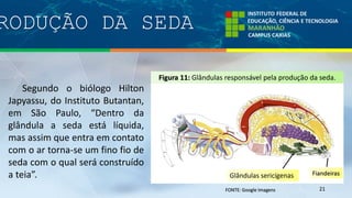 RODUÇÃO DA SEDA
21FONTE: Google Imagens
Glândulas sericígenas
Segundo o biólogo Hilton
Japyassu, do Instituto Butantan,
em São Paulo, “Dentro da
glândula a seda está líquida,
mas assim que entra em contato
com o ar torna-se um fino fio de
seda com o qual será construído
a teia”.
Figura 11: Glândulas responsável pela produção da seda.
Fiandeiras
 