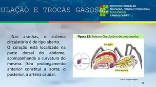 CULAÇÃO E TROCAS GASOSAS
23
Nas aranhas, o sistema
circulatório é do tipo aberto.
O coração está localizado na
parte dorsal do abdome,
acompanhando a curvatura do
mesmo. Seu prolongamento
anterior constitui a aorta; o
posterior, a artéria caudal.
Figura 13: Sistema Circulatório de uma aranha.
FONTE: Google Imagens
Coração
Filotraqueia
 