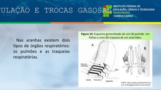 CULAÇÃO E TROCAS GASOSAS
24
Nas aranhas existem dois
tipos de órgãos respiratórios:
os pulmões e as traqueias
respiratórias.
FONTE: https://www.portalsaofrancisco.
com.br/biologia/anatomia-das-aranhas
A
B
Figura 14: Esquema generalizado de um (A) pulmão em
folhas e uma (B) traqueia de um aracnídeo.
 