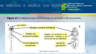 MA NERVOSO E ÓRGÃOS DOS SENTIDOS
Figura 17: O sitema nervoso central de (A) um escorpião e (B) uma aranha.
27
B
A
Primeiro gânglio do
opistossoma
Gânglios do
prossoma fundidos
Gânglio cerebral (cérebro)
Gânglios do prossoma e do
opistossoma fundidos e os
nervos que vão aos apêndices
, p. 710
 