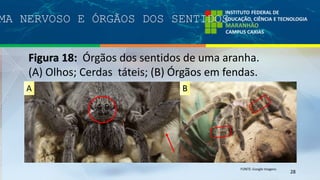 MA NERVOSO E ÓRGÃOS DOS SENTIDOS
28
Figura 18: Órgãos dos sentidos de uma aranha.
(A) Olhos; Cerdas táteis; (B) Órgãos em fendas.
A B
 
