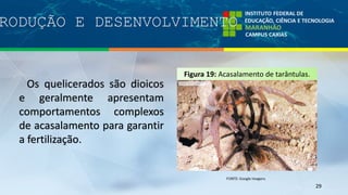 RODUÇÃO E DESENVOLVIMENTO
29
Os quelicerados são dioicos
e geralmente apresentam
comportamentos complexos
de acasalamento para garantir
a fertilização.
Figura 19: Acasalamento de tarântulas.
 