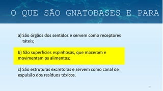 33
a) São órgãos dos sentidos e servem como receptores
táteis;
b) São superfícies espinhosas, que maceram e
movimentam os alimentos;
c) São estruturas excretoras e servem como canal de
expulsão dos resíduos tóxicos.
O QUE SÃO GNATOBASES E PARA
 