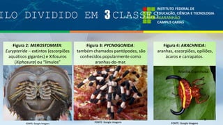 ILO DIVIDIDO EM 3 CLASSES
5
Figura 2: MEROSTOMATA:
Eurypterida – extintos (escorpiões
aquáticos gigantes) e Xifosuros
(Xiphosura) ou “límulos”
Figura 3: PYCNOGONIDA:
também chamados pantópodes, são
conhecidos popularmente como
aranhas-do-mar.
Figura 4: ARACHNIDA:
aranhas, escorpiões, opiliões,
ácaros e carrapatos.
Aranha Espinhosa
 