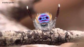 8
Aranha-pavão
 