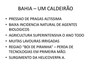 BAHIA – UM CALDEIRÃO
• PRESSAO DE PRAGAS ALTISSIMA
• BAIXA INCIDENCIA NATURAL DE AGENTES
BIOLOGICOS
• AGRICULTURA SUPERINTENSIVA O ANO TODO
• MUITAS LAVOURAS IRRIGADAS
• REGIAO “BOI DE PIRANHA” – PERDA DE
TECNOLOGIAS EM PRIMEIRA MÃO.
• SURGIMENTO DA HELICOVERPA A.
 