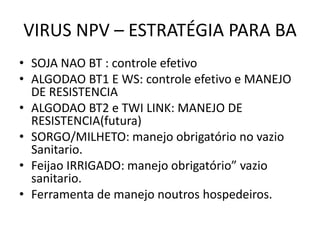 VIRUS NPV – ESTRATÉGIA PARA BA
• SOJA NAO BT : controle efetivo
• ALGODAO BT1 E WS: controle efetivo e MANEJO
DE RESISTENCIA
• ALGODAO BT2 e TWI LINK: MANEJO DE
RESISTENCIA(futura)
• SORGO/MILHETO: manejo obrigatório no vazio
Sanitario.
• Feijao IRRIGADO: manejo obrigatório” vazio
sanitario.
• Ferramenta de manejo noutros hospedeiros.
 