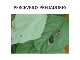 PERCEVEJOS PREDADORES
 