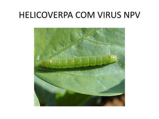 HELICOVERPA COM VIRUS NPV
 