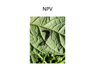 NPV
 