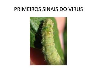 PRIMEIROS SINAIS DO VIRUS
 