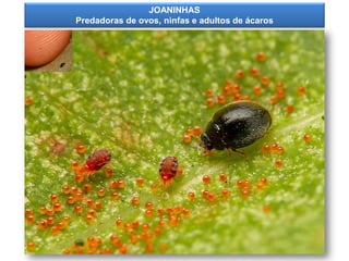 JOANINHAS
Predadoras de ovos, ninfas e adultos de ácaros
 