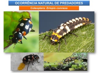 OCORRÊNCIA NATURAL DE PREDADORES
Coleoptera: Eriopis connexa
 