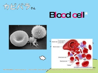 B l o o d  c e l l * 