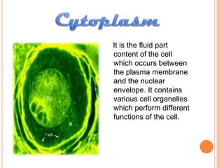 Cell | PPT
