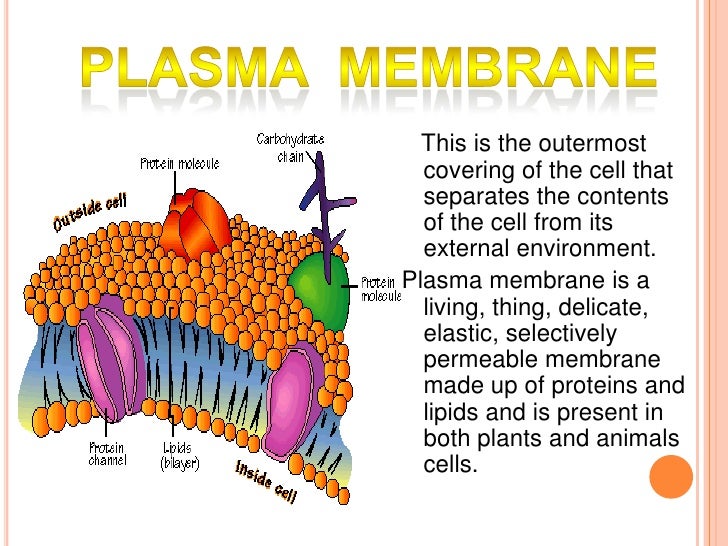 Cell membrane is made up of which substance