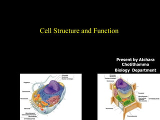 Cell Structure and Function Present by AtcharaChotithammo Biology  Department PSU. Wittayanusorn School 
