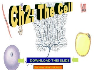 Ch2: The Cell     DOWNLOAD THIS SLIDE For more slides click here 
