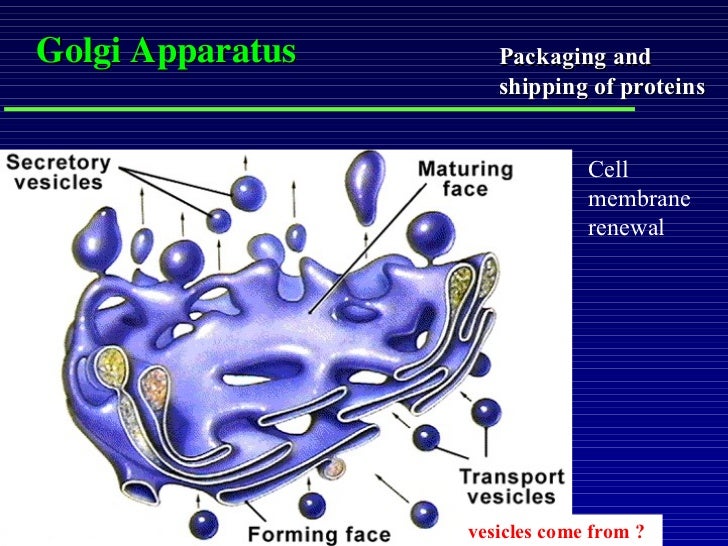 The Cell ppt presentation