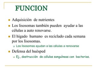 FUNCION
   Adquisición de nutrientes
   Los lisosomas también pueden ayudar a las
    células a auto renovarse.
   El hígado humano es reciclado cada semana
    por los lisosomas.
       Los lisosomas ayudan a las células a renovarse
   Defensa del huésped
       Ej., destrucción de células sanguíneas con bacterias.
 