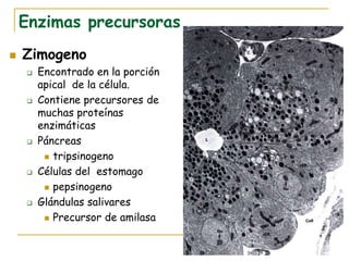 Enzimas precursoras
   Zimogeno
       Encontrado en la porción
        apical de la célula.
       Contiene precursores de
        muchas proteínas
        enzimáticas
       Páncreas
          tripsinogeno

       Células del estomago
          pepsinogeno

       Glándulas salivares
          Precursor de amilasa
 