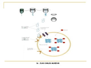 Dr. JUAN CARLOS MUNEVAR
 